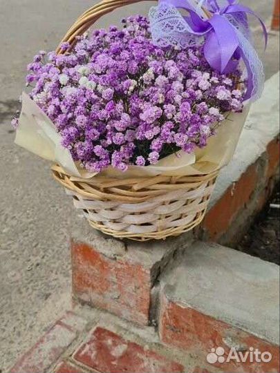 Гипсофила цветы