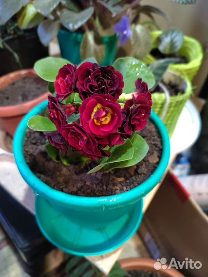 Примула ушковая Кримсон Глоу