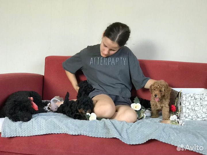 Волшебные пуделечки