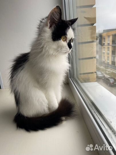 Кошечка в добрые руки