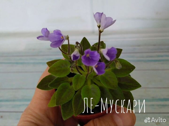 Миниатюрные фиалки