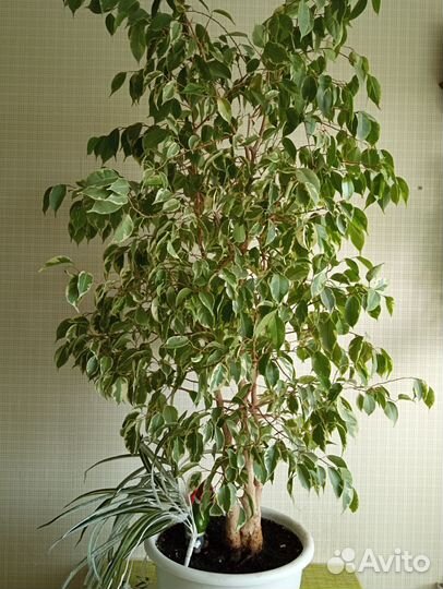Фикус бенджамина пестролистный большой