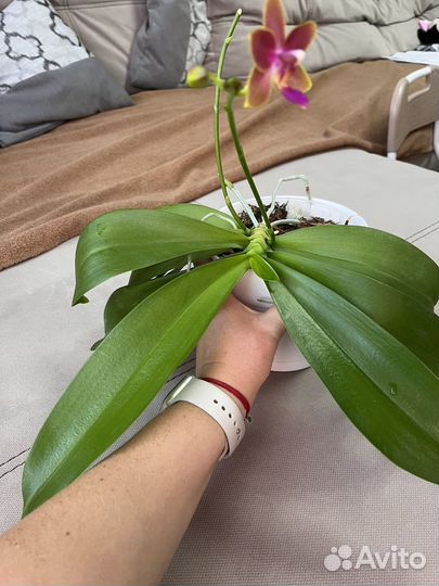 Фаленопсис