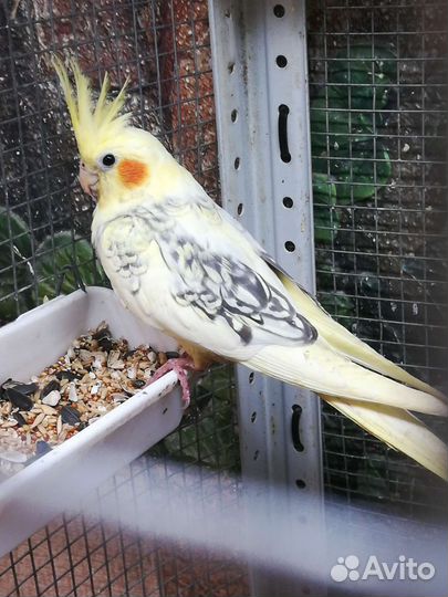 Попугай корелла птенцы, клетка