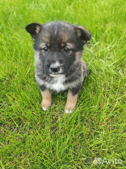 Отдам щенка Лайки