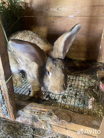 Кролики породы Фландр