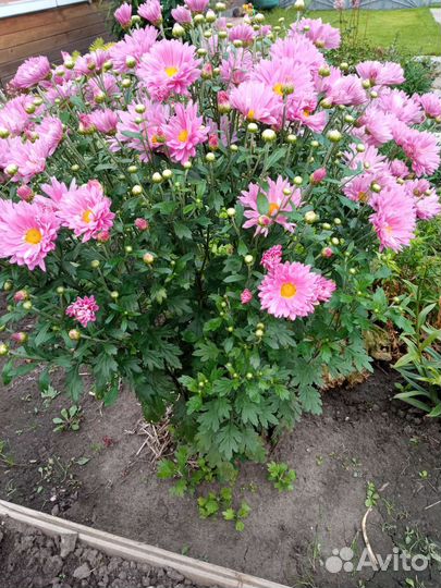 Хризантема многолетняя корейская зимующая