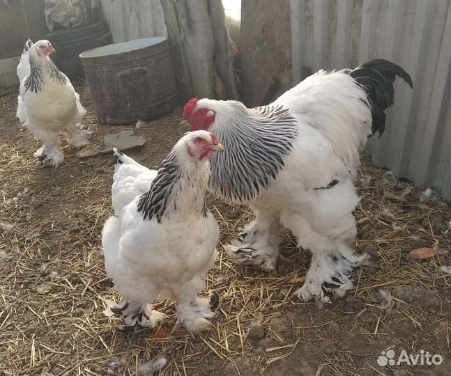 Куры Брама колумбия чистокровки год и 2мес