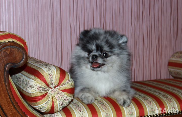 Шпиц мальчик