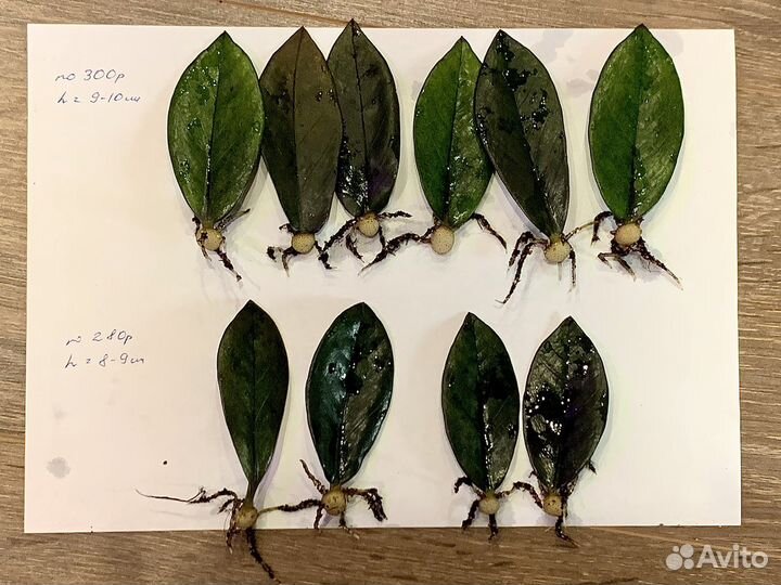 Замиокулькас черный 