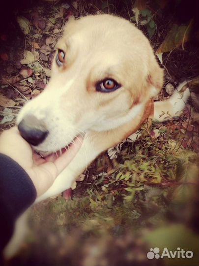 Собаку приносящую счастье в дар