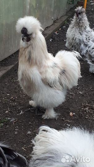 Подам петушков