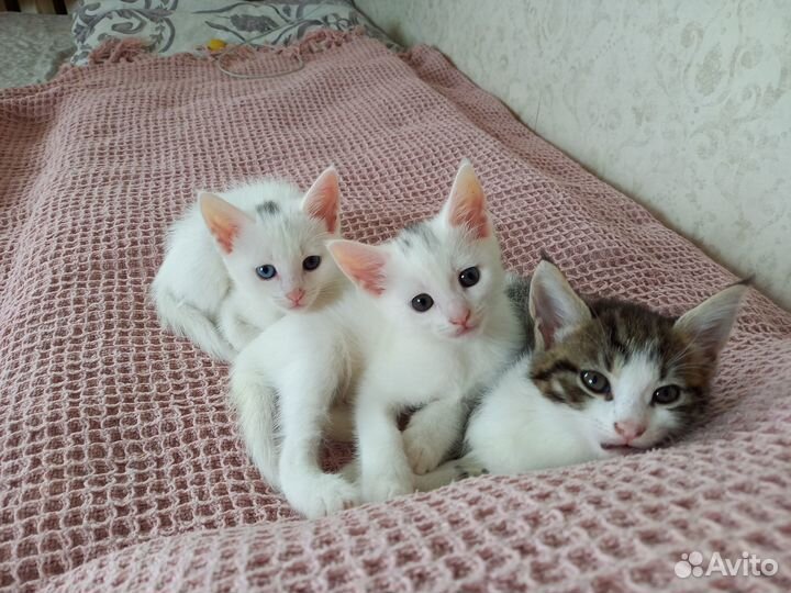 Кот на вязку случку као-мани