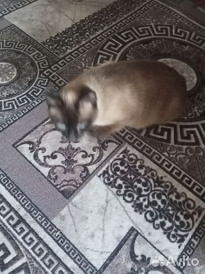 Сиамские котята