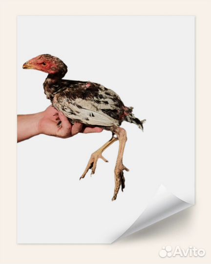 Бойцовые петухи