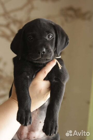 Щенки лабрадора черные