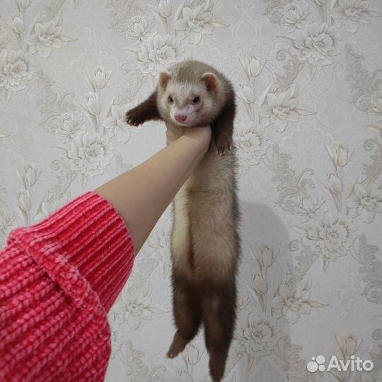 Хорек с клеткой