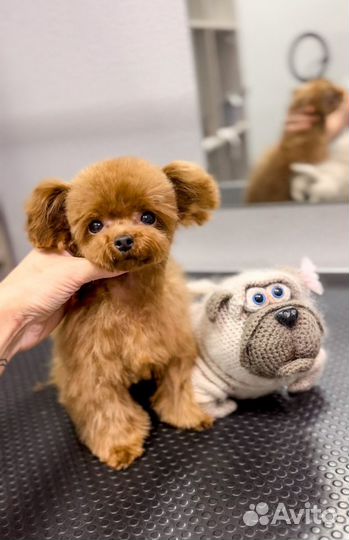 Груминг. Стрижка кошек и собак Мамайка