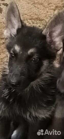 Восточно европейская овчарка