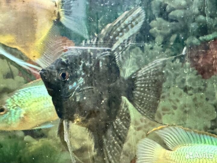 Склярия черный годовалый