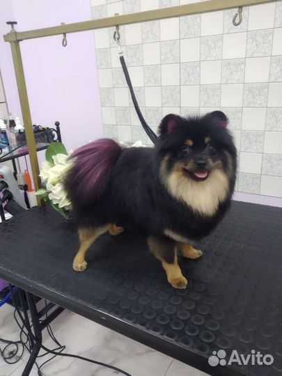 Стрижка собак и кошек всех пород