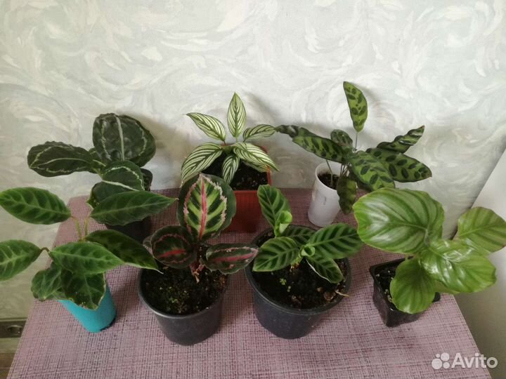Аглаонемы Фикусы Калатеи Филодендроны Сингониумы