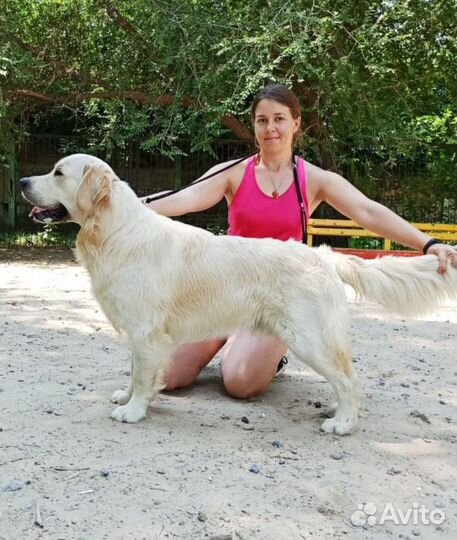 Золотистый ретривер