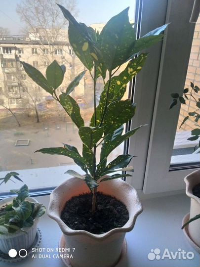Кротон