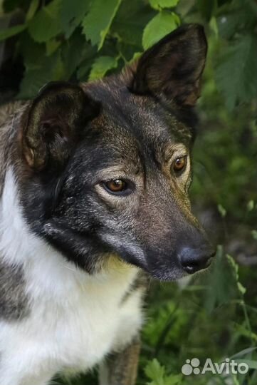 Собака в добрые руки отдам бесплатно