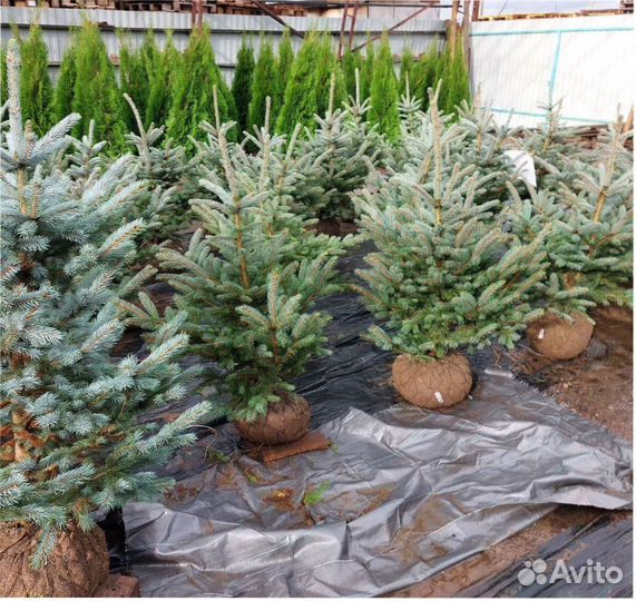 Ель новогодняя живая голубая Костер Koster 120см