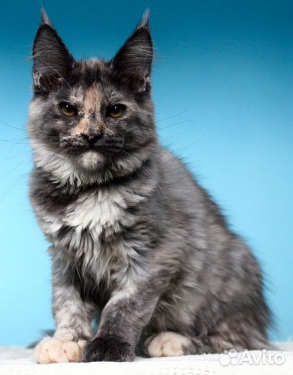 Котята мейн кун