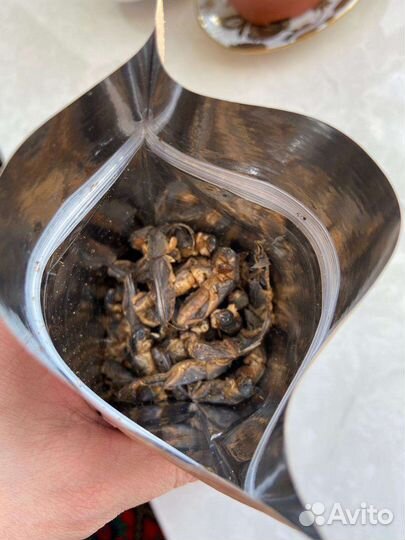 Медведка азиатская