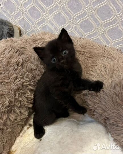Котенок