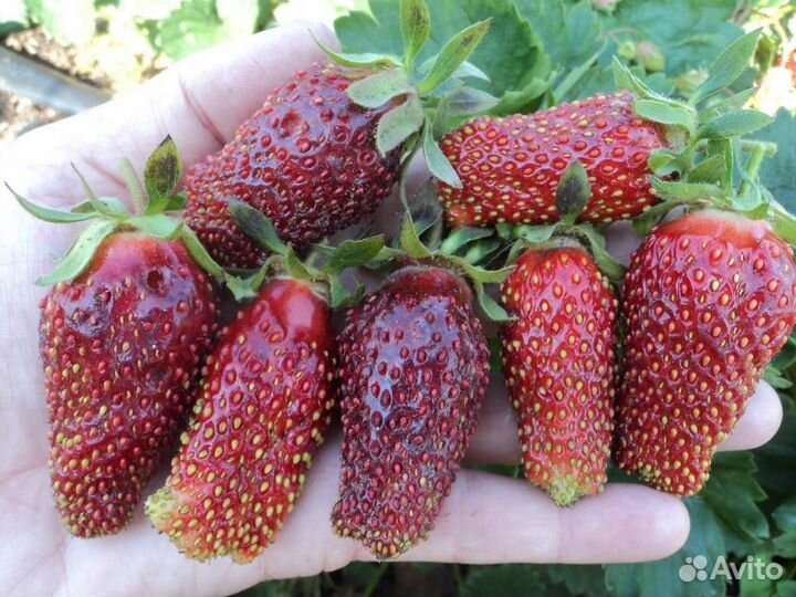 Клубника купчиха и другие сорта
