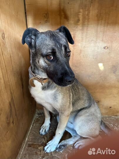 Собака из приюта