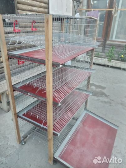 Клетка для перепелов