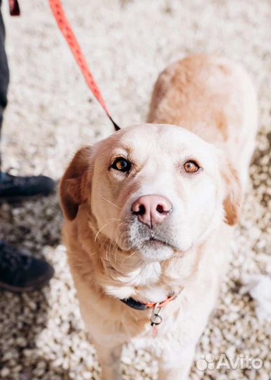 Ласковый Малыш