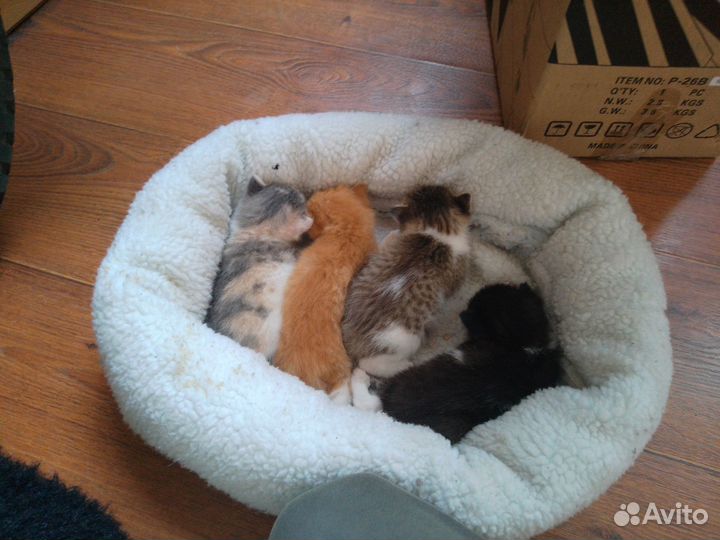 Котята 3 недели