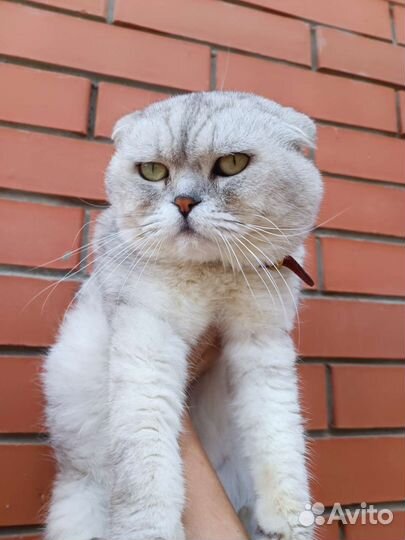 Шотландец кот на вязку вислоухий