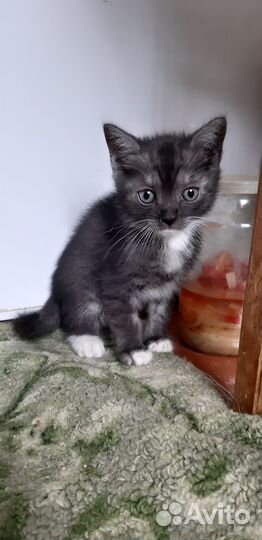 Котики бесплатно в добрые руки