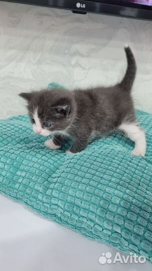 Отдаю кошечку в добрые руки