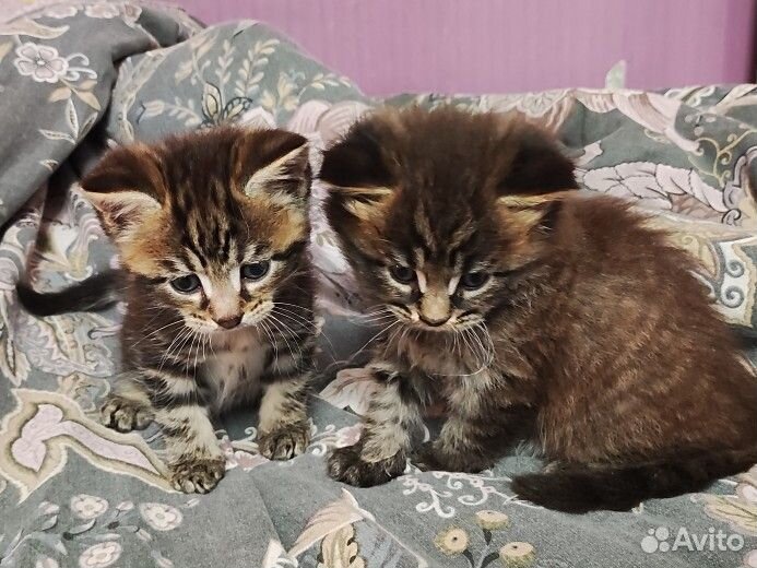 Милые котята