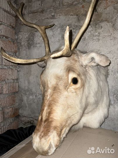 Чучело голова оленя