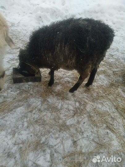 П/курдючные бараны