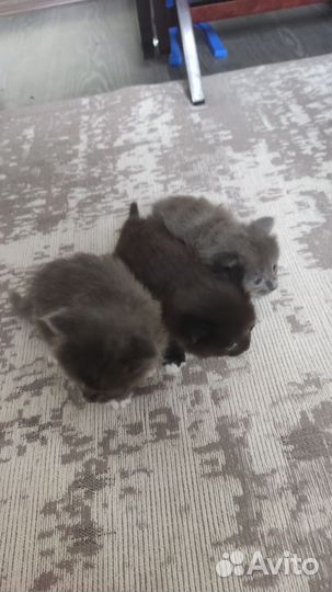 Котята