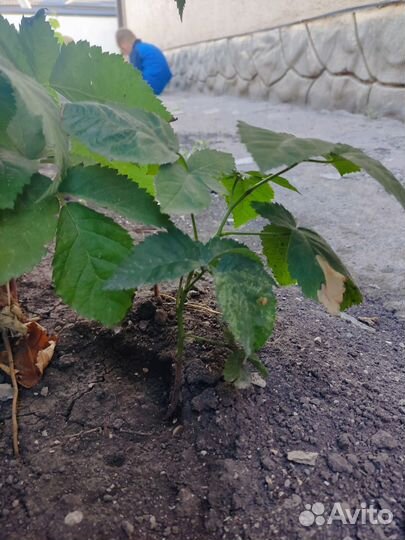 Саженцы ежевика