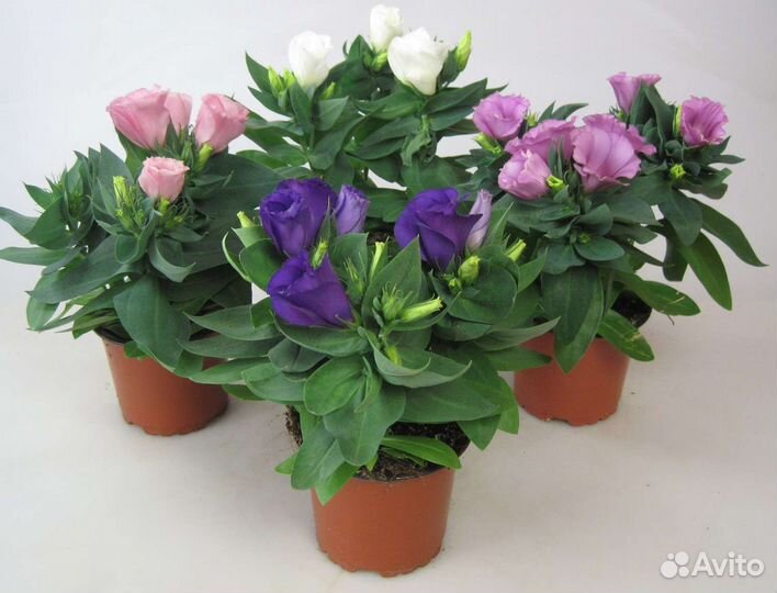 Карликовая Эустома