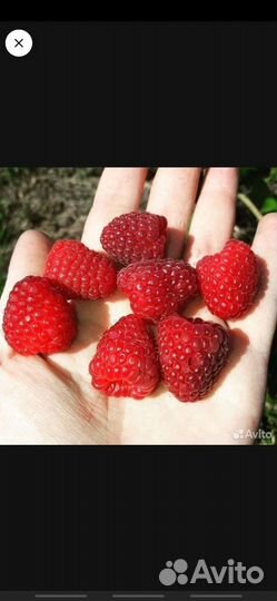 Саженцы чёрной смородины