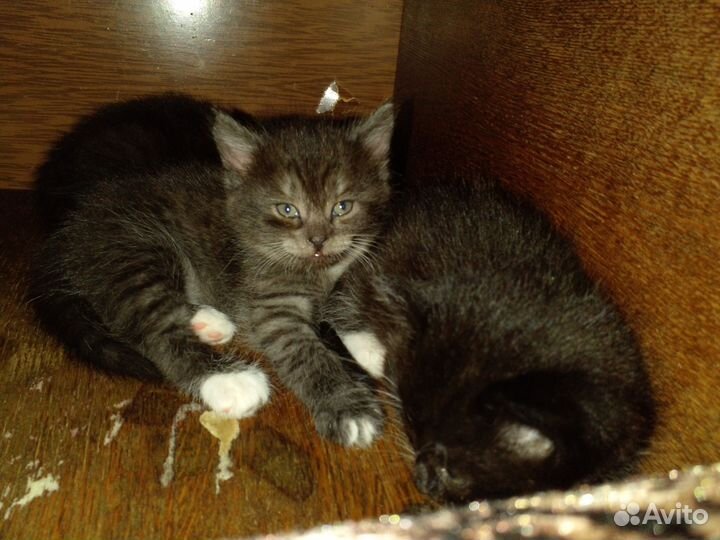 Кошка в дар