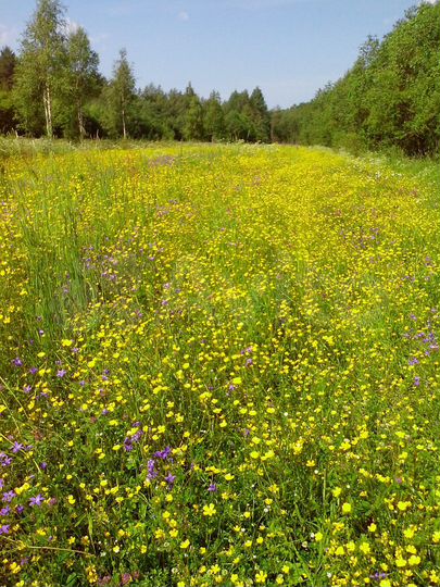 Участок 80 сот. (ИЖС)